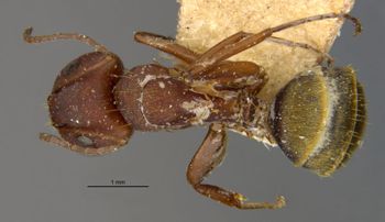 Media type: image;   Entomology 21574 Aspect: habitus dorsal view